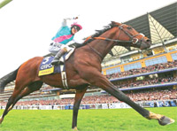 Gulf Weekly Stallion to sow wild oats