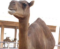 Gulf Weekly MERS link to camels